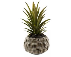 Van Der Leeden planten/bloemen mand - Tina - cilinder - rotan - gevlochten riet - D30 x H19 cm - drypot - plantenpot - plantenmand