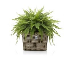 Van Der Leeden Planten/bloemen mand - vierkant - rotan - gevlochten riet - 31 x 31 x 24 cm - drypot