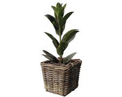 Van der Leeden Planten/bloemen mand - vierkant - rotan - gevlochten riet - L21 x B21 x H28 cm - plantenpot - plantenmand