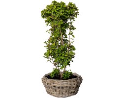 Van der Leeden Planten/bloemen schaal - rotan gevlochten - D36 x H28 cm - terrasschaal - mand - plantenmand - plantenschaal - bloemenschaal