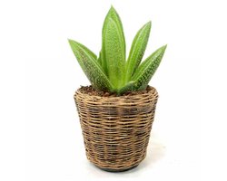 Van Der Leenden Planten/bloemen mand - rond - rotan - gevlochten riet - D39 x H36 cm - drypot