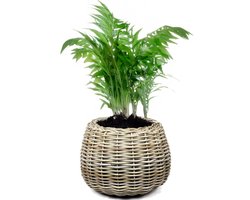 Van Der Leenden Planten/bloemen mand - rond - rotan - gevlochten riet - D45 x H34 cm - drypot