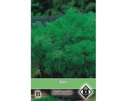 Van Hemert - Dille Zaden (Anethum graveolens)