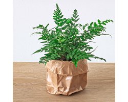 Varen - Athyrium spicatum - Terrarium plant - Potmaat 8 -