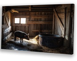 Varken in oude houten schuur - Boerderij canvas schilderij - Kunstwerk varken - Realisme kunststroming - Muurdecoratie kinderkamer - Schilderijen & posters - canvas 100x75 cm