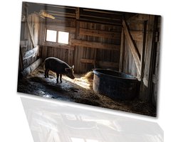 Varken in oude houten schuur - Boerderij glazen schilderijen - Muurkunst varken - Realisme kunststroming - Acrylglas schilderijen - Muurdecoratie landelijk - acrylglas 45x30 cm