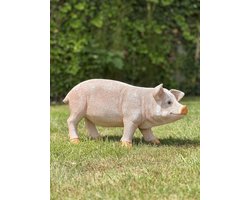 Varken staand L 18 cm hoog - polyester - polystone - beeld - tuinbeeld - hoogkwalitatieve kunststof - decoratiefiguur - interieur - accessoire - voor binnen - voor buiten - cadeau - geschenk