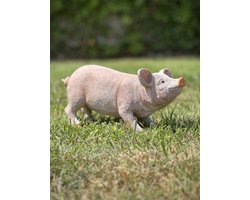 Varken staand S 13 cm hoog - polyester - polystone - beeld - tuinbeeld - hoogkwalitatieve kunststof - decoratiefiguur - interieur - accessoire - voor binnen - voor buiten - cadeau - geschenk