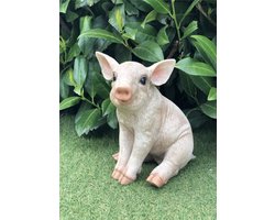Varken zit klein 20 cm hoog - polyester - polystone - beeld - tuinbeeld - hoogkwalitatieve kunststof - decoratiefiguur - interieur - accessoire - voor binnen - voor buiten - cadeau - geschenk - Kerst - Nieuwjaar