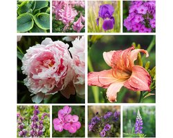 Vaste Planten Collectie - Winterhard Bloembollen - 10 stuks - Tuinplant - Meerkleurig - Bloem bollen