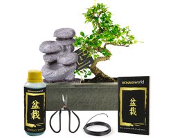 vdvelde.com - Bonsai boom S-vormig ca. 10 jaar met zen stenen waterval - Compleetset met easy-care watersysteem, bonsaischaar, voeding en binddraad - Indoor kamerplant - Cadeau set