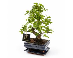 vdvelde.com - Bonsai boom S-vormig ca. 8 jaar, Carmona of Zelkova - Set met Japans keramieken pot - Indoor kamerplant - Cadeau set
