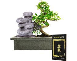 vdvelde.com - Bonsai boompje - Zen Stenen Waterval Set - 10 jaar oud - Hoogte 30-35 cm