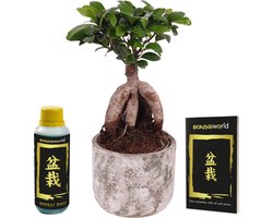 vdvelde.com - Bonsai Ginseng set - Tropische Ginseng met stenen pot - Ø 14 cm ↥ ca. 30 cm - Incl. bonsaiboek + voeding