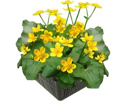 vdvelde.com - Dotterbloem vijverplantenset (Caltha Palustris) - Geel bloeiende oeverplant - Voorjaarsbloeier - Winterhard - Inheems - 4 planten met vijvermand, klei, voeding