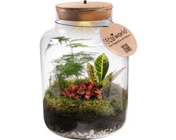 vdvelde.com - Ecosysteem plant met lamp - Ecoworld Tropical Biosphere - Planten terrarium - 3 Gekleurde Terrarium Planten - Basic Glas XL - Ø 22 cm - Hoogte 33 cm