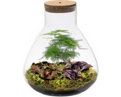 vdvelde.com - Ecosysteem plant met lamp - Ecoworld Tropical Biosphere - Terrarium plant in glas - 3 Gekleurde Planten - Piramide Glas - Ø 23 cm - Hoogte 26 cm