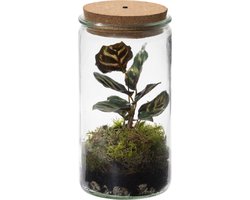 vdvelde.com - Ecosysteem plant met lamp - Ecoworld Tropical Weck Glas met Lamp + 1 Terrarium plant Gekleurde kamerplant - Ø 10,5 cm - Hoogte 21 cm