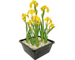 vdvelde.com - Gele lis vijverplantenset (Iris Pseudacorus) - Geel bloeiende oeverplant - Winterhard - Inheems - Bijenvriendelijk - 4 planten met vijvermand, klei, substraat & voeding