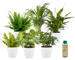 vdvelde.com - Kamerplanten in pot - Luchtzuiverend & Makkelijk te verzorgen soorten - 4 stuks - Ø 12 cm - Hoogte 30-40 cm incl. Potten Wit + Kamerplanten Voeding
