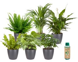 vdvelde.com - Kamerplanten in pot - Makkelijk te verzorgen soorten - 4 stuks - Ø 12 cm - Hoogte 30-40 cm incl. Potten Antraciet + Kamerplantenvoeding
