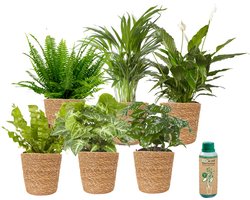 vdvelde.com - Kamerplanten in pot - Makkelijk te verzorgen soorten - 6 stuks - Ø 12 cm - Hoogte 30-40 cm incl. Zeegras potten + Kamerplantenvoeding