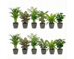 vdvelde.com - Kamerplanten set 12 stuks met antraciet pot - Luchtzuiverende planten onderhoudsvriendelijk - Moderne groene planten voor thuis & kantoor - Huisdiervriendelijk - Ø12 cm, ca. 30-40 cm