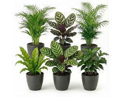 vdvelde.com - Kamerplanten set 6 stuks met antraciet pot - Luchtzuiverende planten onderhoudsvriendelijk - Moderne groene planten voor thuis & kantoor - Huisdiervriendelijk - Ø12 cm, ca. 30-40 cm