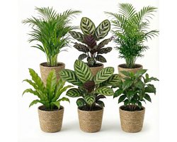 vdvelde.com - Kamerplanten set 6 stuks met zeegras mand - Luchtzuiverende planten onderhoudsvriendelijk - Voor thuis & kantoor - Huisdiervriendelijk - Ø12 cm, ca. 30-40 cm hoog