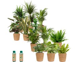 vdvelde.com - Kantoorplanten - Makkelijke en Luchtzuiverende Planten - Kantoorinrichting - Zeegras Pot - 12 stuks - Planten voor op Kantoor - 12 planten in zeegras potten - Ø 12cm ↥ ca. 35 cm - Incl. plantenvoeding