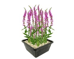 vdvelde.com - Kattenstaart vijverplantenset (Lythrum Salicaria) - Paars bloeiende oeverplant - Winterhard - Inheems - Bijenvriendelijk - 4 planten met vijvermand, klei, voeding