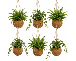 vdvelde.com - Kokos Hangplanten 6 Stuks - Hedera & Varen Mix - Kokos Hangpot Los Bijgevoegd - Ø12 cm, ca. 40 cm