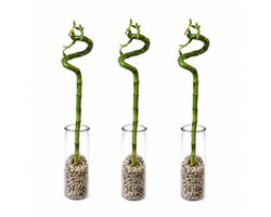 vdvelde.com - Lucky Bamboo Complete Set van 3 met Stevig Glas en Steentjes - Dracaena Sanderiana Geluksbamboe - Decoratieve Feng Shui Kamerplant 40-45cm