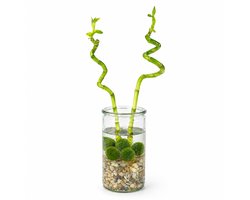 vdvelde.com - Lucky Bamboo Set van 2 met Stevig Glas, Steentjes en 10 Marimo Mosballen - Dracaena Sanderiana Geluksbamboe - Decoratieve Feng Shui Kamerplant 40-45cm