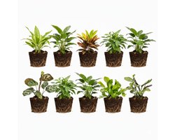 vdvelde.com - Mini kamerplanten en varens set 10 stuks - 5 mini kamerplantjes & 5 mini varens - Perfect voor terrarium, potjes & decoratie - Onderhoudsvriendelijk