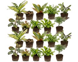 vdvelde.com - Mini kamerplanten en varens set 20 stuks - 10 mini kamerplantjes & 10 mini varens - Perfect voor terrarium, potjes & decoratie - Onderhoudsvriendelijk