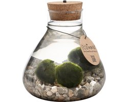 vdvelde.com - Mosbal aquarium - Marimo Mini Piramide met Mosballen - Inclusief Kurk met ledverlichting - Mosbol - 3 stuks - Ecosysteem in fles - Piramide glas Ø 16,5 - H 20 cm