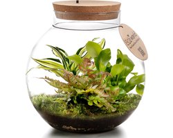 vdvelde.com - Planten in glazen pot met verlichting - Ecoworld Jungle Biodome - Compleet planten terrarium pakket - 3 Varen Planten - Bolvormig glas - Hoogte 25 cm