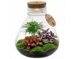 vdvelde.com - Planten terrarium glas - Gesloten ecosysteem zelfvoorzienend - Onderhoudsvriendelijk terrarium Ø30 cm - DIY set voor thuis