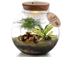 vdvelde.com - Planten terrarium met verlichting - Ecoworld Tropical Biodome - Planten in glazen pot - 3 gekleurde kamerplanten Planten - Bolvormig glas - Hoogte 25 cm