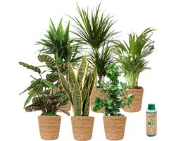 vdvelde.com - Sterke Kamerplanten Weinig Licht Nodig - Schaduw Binnenplanten - Zeegras Pot - 6 stuks - 6 planten in zeegras potten - Ø 12 cm ↥ ca. 35 cm - Incl. plantenvoeding