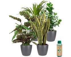 vdvelde.com - Urban Jungle - Makkelijk te verzorgen soorten - Kamerplanten 4 stuks - Ø 12 cm - Hoogte 30-40 cm in Antracietkleurige Kunststof Sierpotten + Kamerplantenvoeding