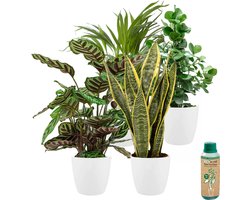 vdvelde.com - Urban Jungle - Makkelijk te verzorgen soorten - Kamerplanten 4 stuks - Ø 12 cm - Hoogte 30-40 cm in Witte Kunststof Sierpotten + Kamerplantenvoeding