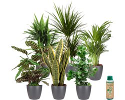 vdvelde.com - Urban Jungle - Makkelijk te verzorgen soorten - Kamerplanten 6 stuks - Ø 12 cm - Hoogte 30-40 cm in Antracietkleurige Sierpotten + Kamerplantenvoeding