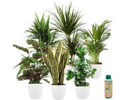 vdvelde.com - Urban Jungle - Makkelijk te verzorgen soorten - Kamerplanten 6 stuks - Ø 12 cm - Hoogte 30-40 cm in Witte Kunststof Sierpotten + Kamerplantenvoeding
