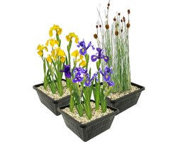 vdvelde.com - Vijverplanten set - 12 moerasplanten (3 soorten) met plantmand, klei, grind en meststof - Oeverplanten compleetset voor helder water - Winterhard & onderhoudsvriendelijk