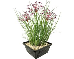 vdvelde.com - Zwanenbloem vijverplantenset (Butomus Umbellatus) - Roze bloeiende oeverplant - Winterhard - Inheems - Bijenvriendelijk - 4 planten met vijvermand, klei, voeding