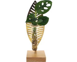 Verona | Hydroponie |Monstera Adansonii
