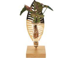 Verona | Hydroponie |Syngonium Neon