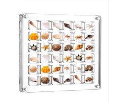 Verzameldoos schelpdoos - Seashell Display Box - Zee Schelp Opbergdoos - Geschikt Voor Miniatuur Steenmonsters - Transparante Opbergdoos - Mini Schelp Opbergframe